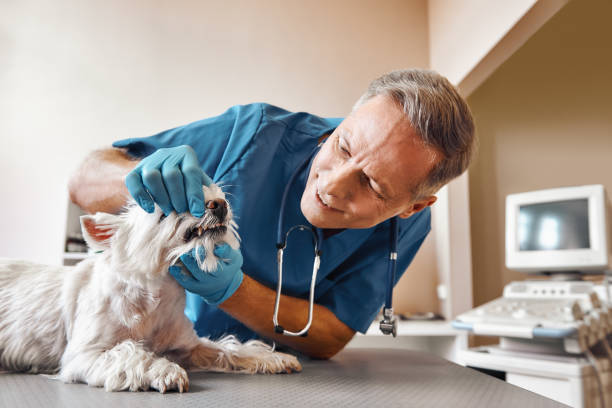 Best Weekend Emergency Dentist in Harristown, IL